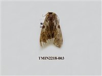 藏品(小點枝背舟蛾)的圖片